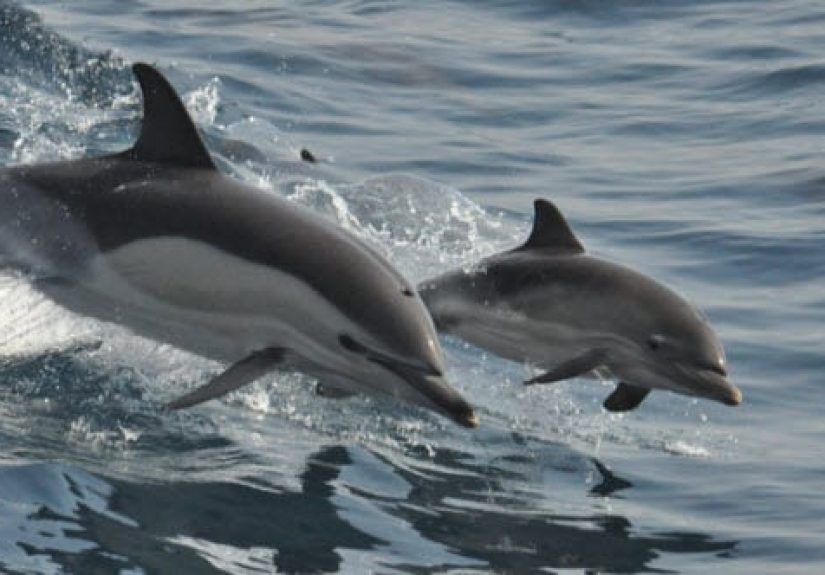 10 Recent Heartwarming Deeds That Will Restore Your Faith In Humanity