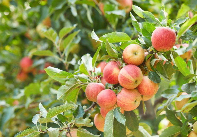 10 Smart Tips for Maximizing Your Fruit Tree Harvest