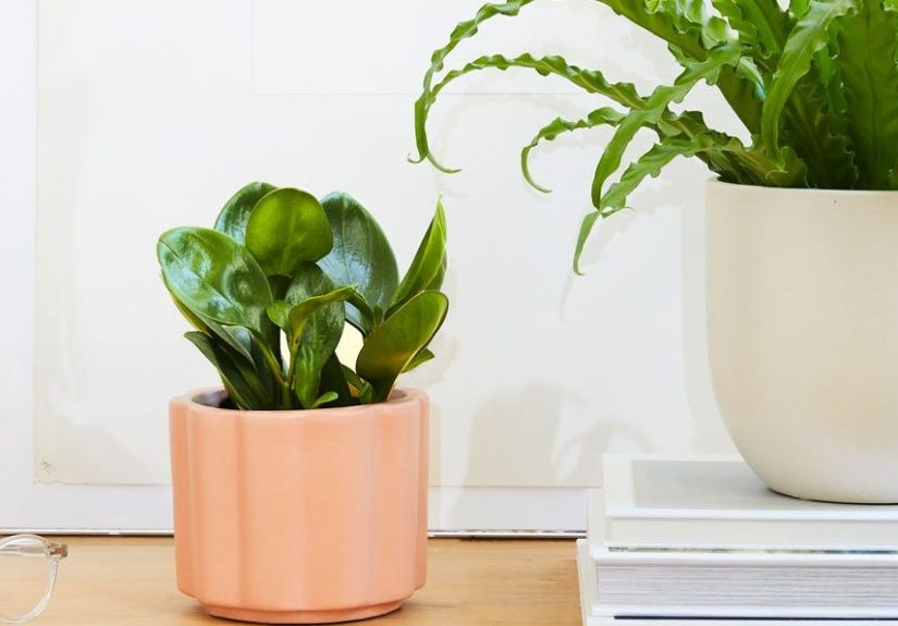 12 Best Low Light Plants - Low Light Indoor and Outdoor Houseplants