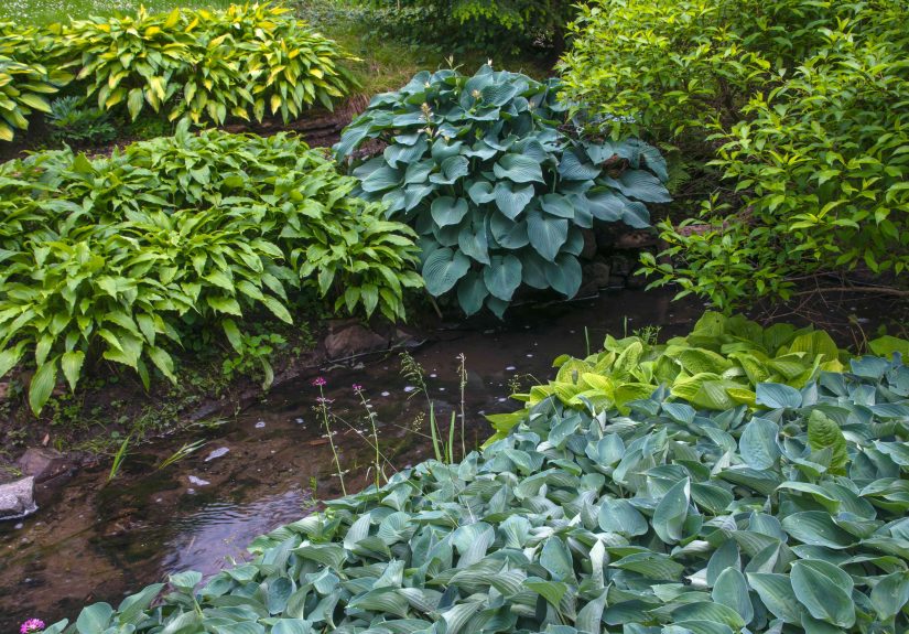 12 Colorful Hosta Types for Your Garden