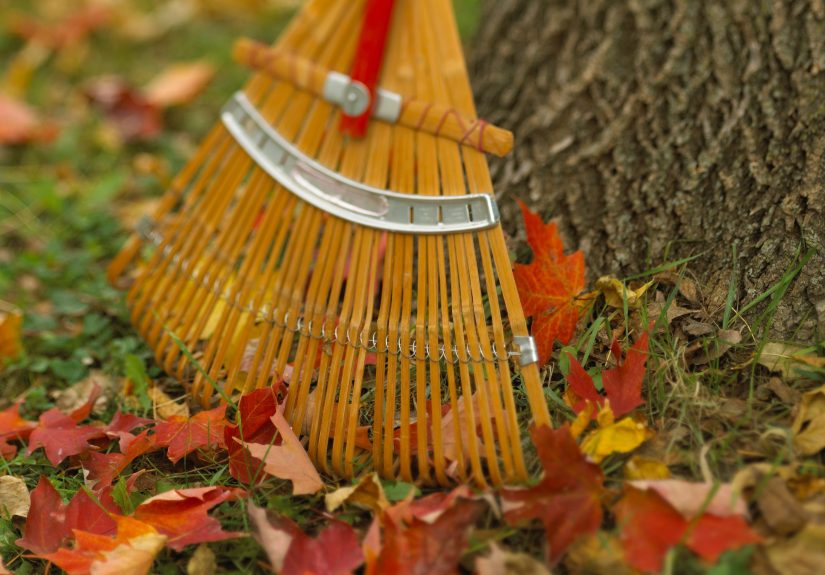 12 Fall Lawn Care Tips for Green, Lush Spring Grass