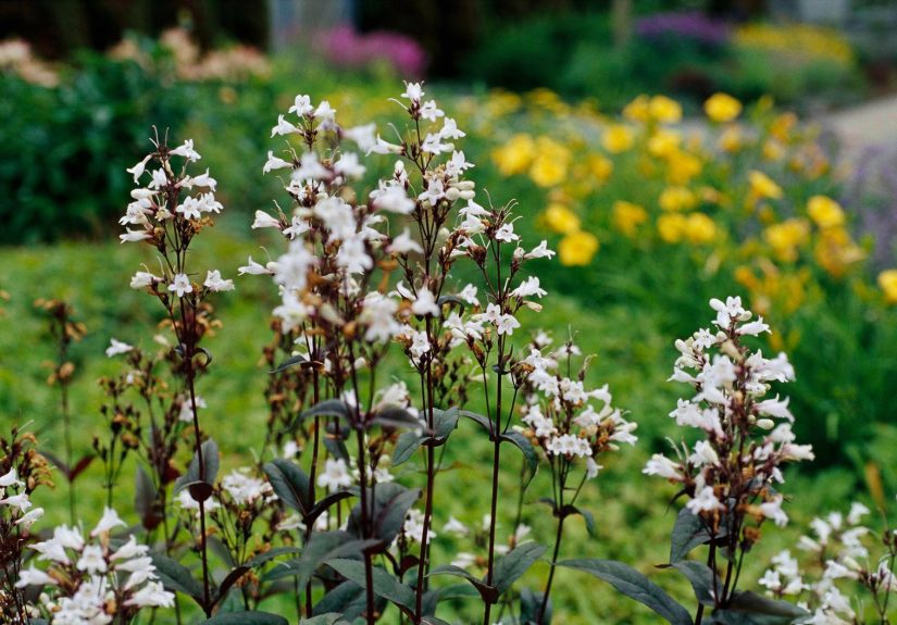 24 of the Best Colorful Perennials for Your Garden