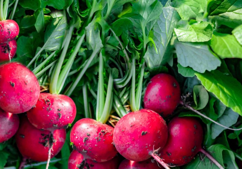 26 Fall Vegetables to Grow in Your Garden