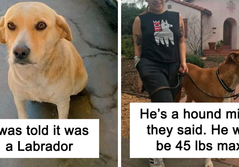 30 Times Dogs Turned Out To Be A Different Breed Than The Owners Anticipated