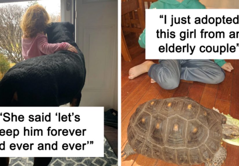 50 Adopted Pets Who Brought Joy To Their New Owners And The Entire Internet This Month (February Edition)