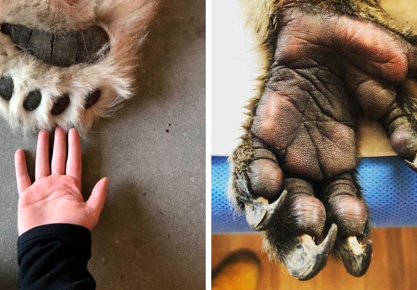 50 Of The Most Unique Feet Among The Animal Kingdom