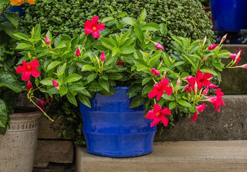 6 Tips on Mandevilla Care in PotsClimbing or Compact