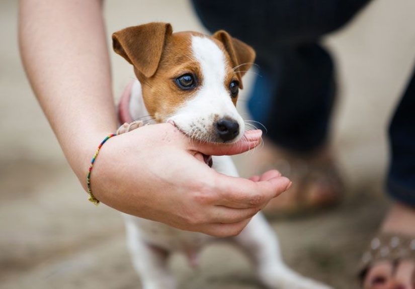 Animal Bite on Finger: Symptoms, Diagnosis & Treatment Options