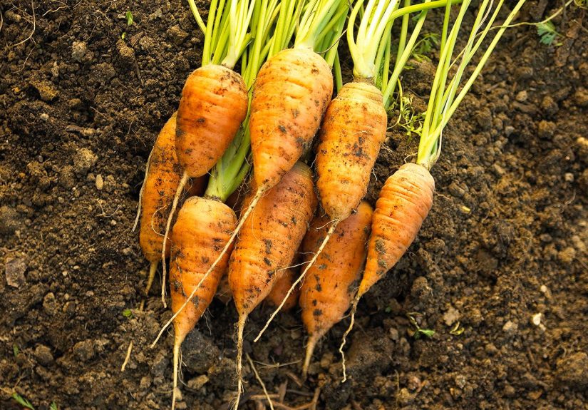 How and When to Harvest Carrots for the Biggest and Tastiest Crop