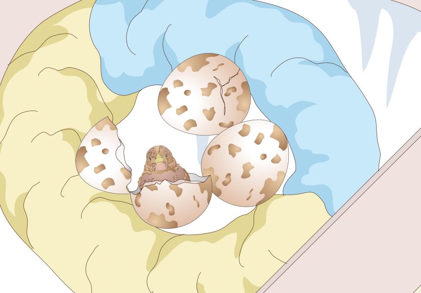 How to Create an Egg Incubator for Wild Bird Eggs: 15 Steps