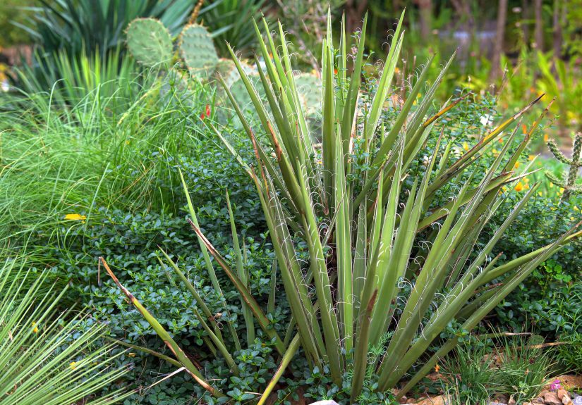 How to Grow and Care for Banana Yucca