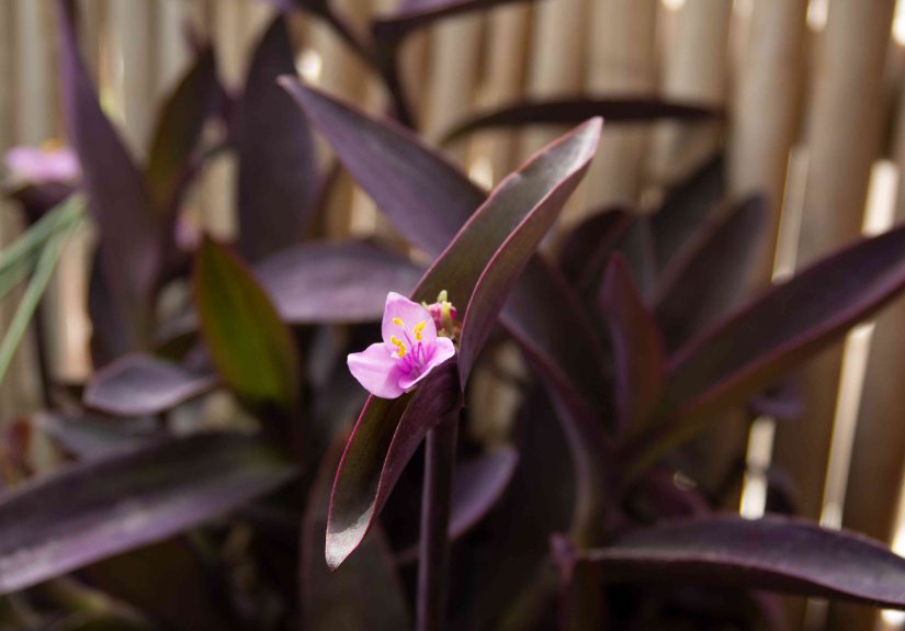 How to Grow and Care for Purple Heart