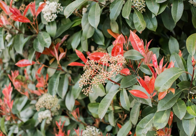 How to Grow and Care for Red Tip Photinia