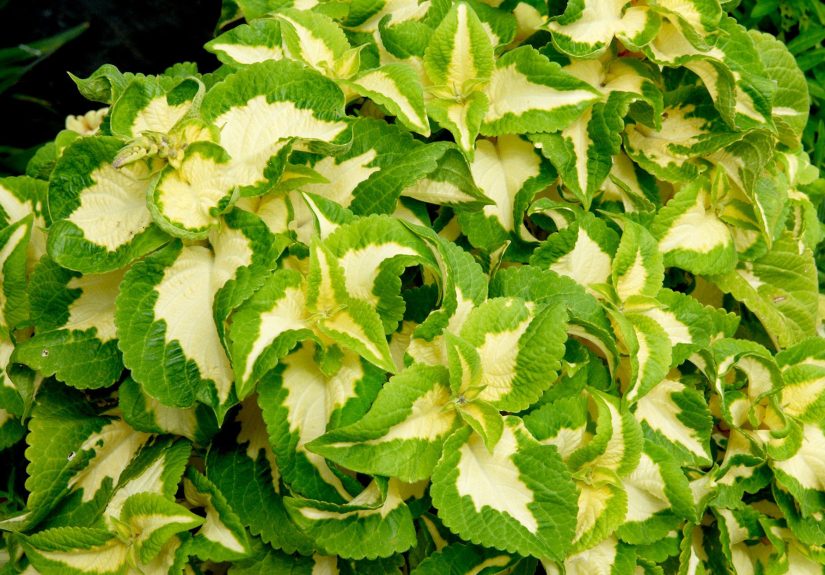 How to Plant and Care for Coleus Plants