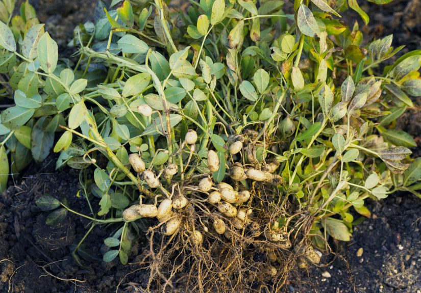 How to Plant and Grow Peanut Plants