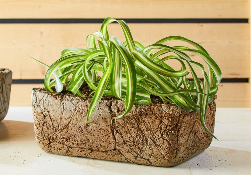 Molding Your Own Rustic Hypertufa Planters