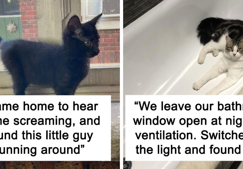 People Are Sharing Photos Of Their Best ‘My House, Not My Cat’ Encounters (40 New Pics)