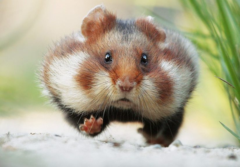 This Wildlife Photographer Spent 10 Years Photographing Wild Hamsters, And Here Are His Best 30 Pictures