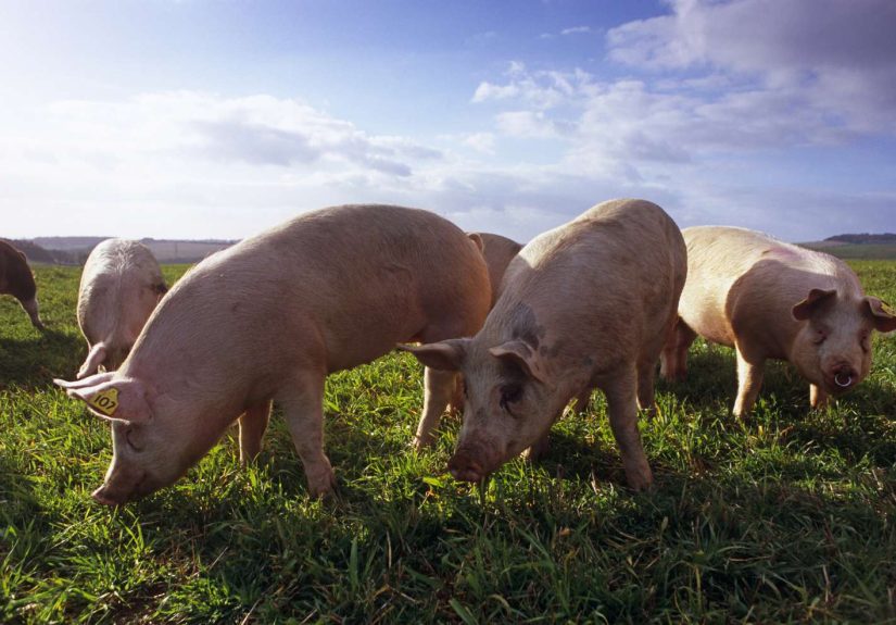 What Is Pastured Pork?