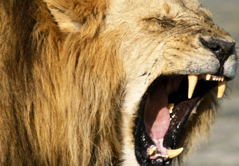 10 Most Horrific Circus Accidents In History