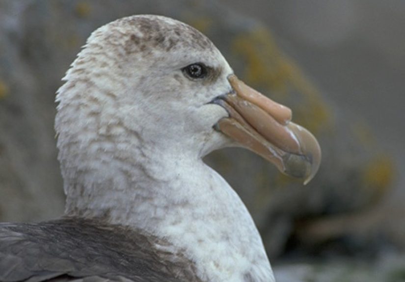 10 Shockingly Creepy and Bloodthirsty Birds