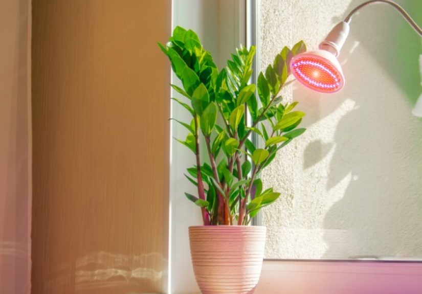 12 Handy Hacks for Lazy Houseplant Parents - Bob Vila