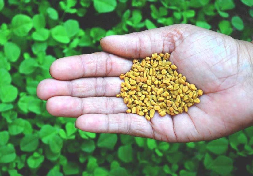 13 Herbs That Can Help You Lose Weight