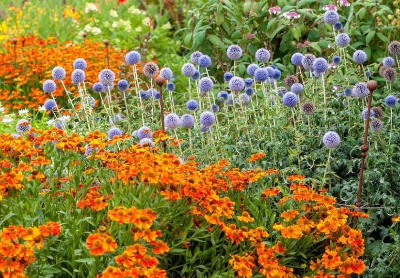 32 Best Perennial Flowers and Plants That Bloom All Year