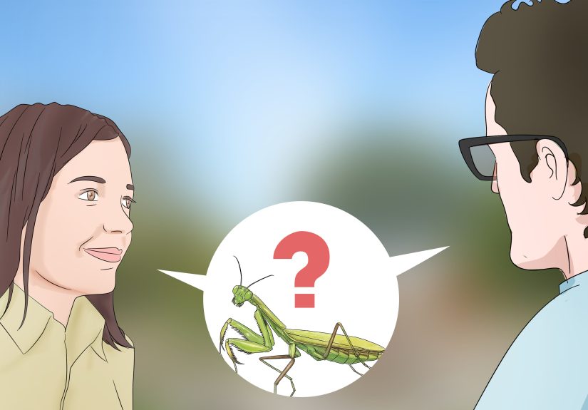 4 Ways to Keep a Praying Mantis As a Pet
