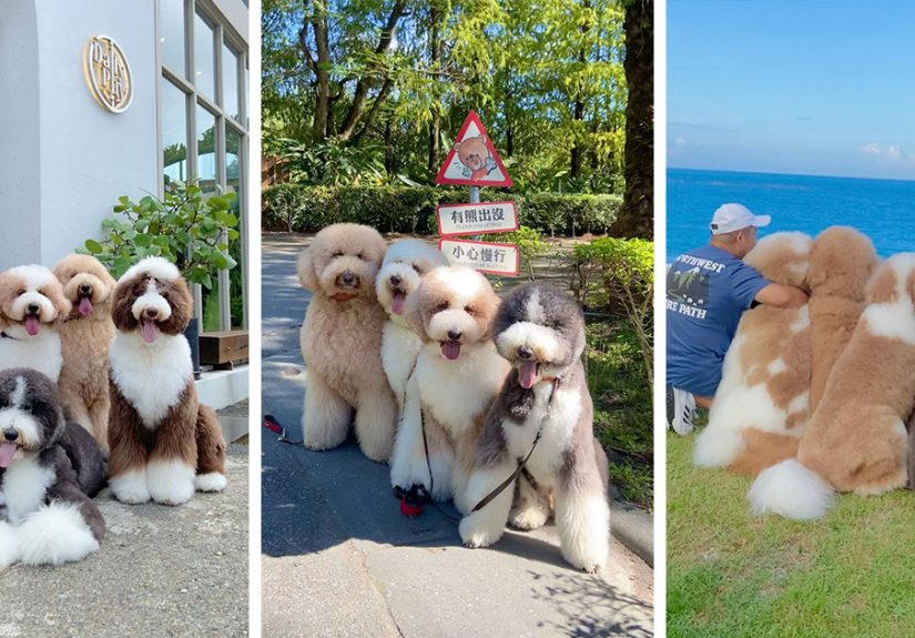 48 Adorable Pics Of 5 Fluffy Dogs Traveling The World In Style, As Shared By This Instagram Account