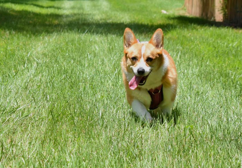 6 Best Grasses for Dogs