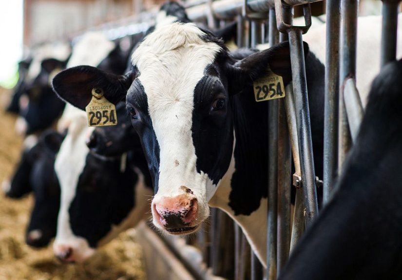 Bird Flu: CDC Says Risk to the Public is “Low” After Person Sickened