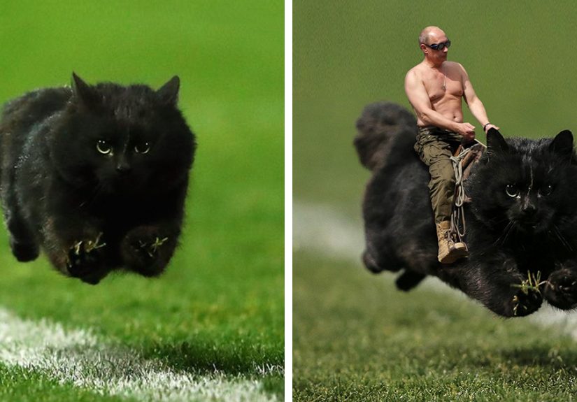 Cat Interrupts A Rugby Game, Internet Responds (PS Battle)