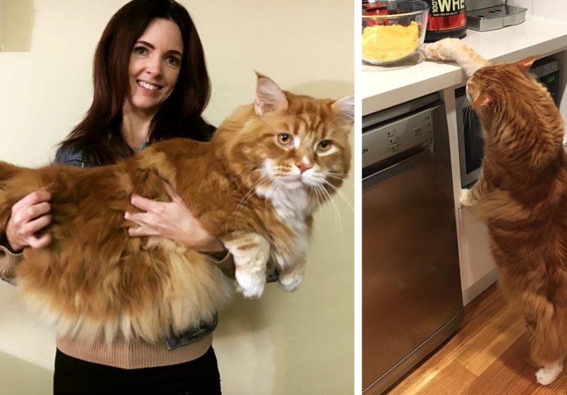 Couple Surprised After They Buy A Tiny Kitty, And It Grows To Be The World’s Longest Cat