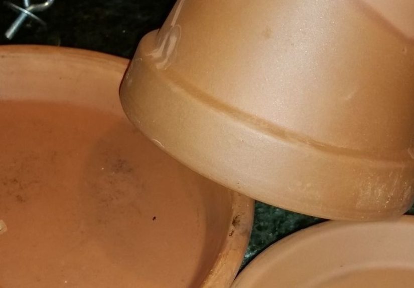DIY Basic Clay Pot and Saucer Bird Feeder
