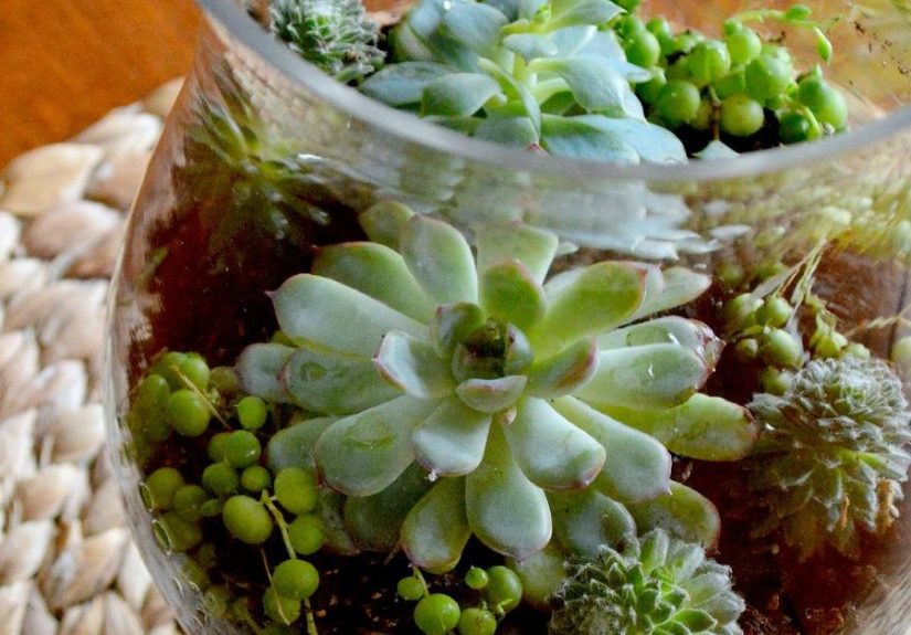 DIY Coffee Table Terrarium: Bring Nature Into Your Living Room