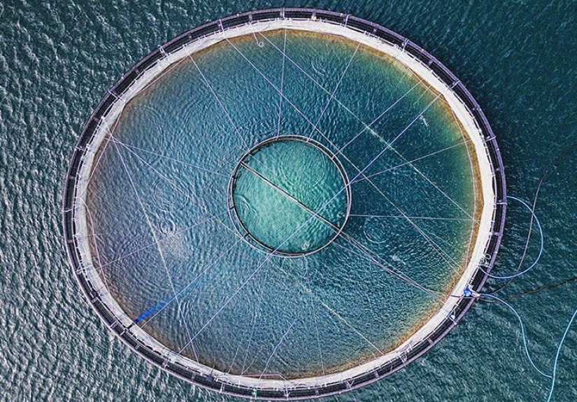 Fish, health, and sustainability: What to know