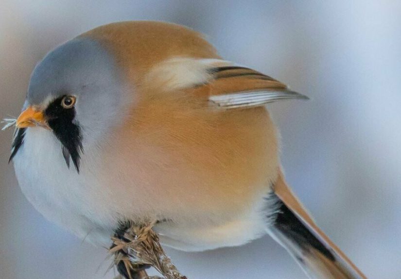 Hey Pandas, Photoshop This Picture Of A Bird