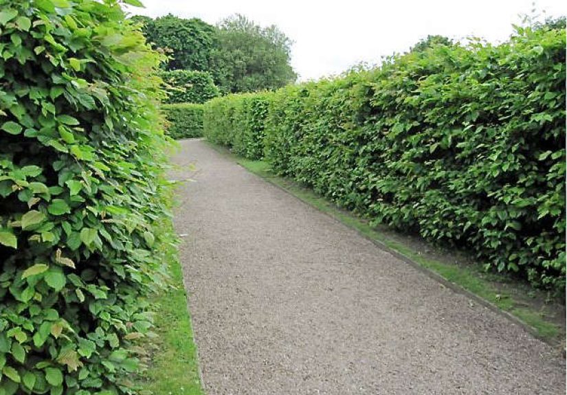 Hornbeam: A Hedge for All Seasons