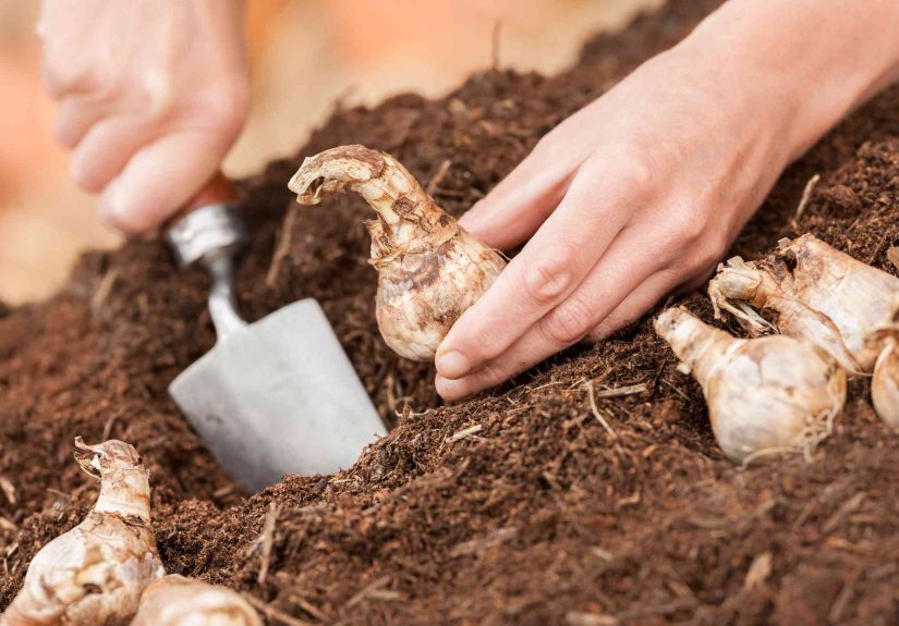 How and When to Plant Bulbs for Beautiful Blooms