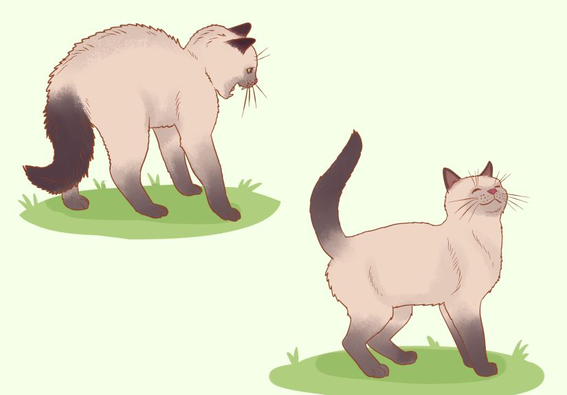 How to Apologize to a Cat