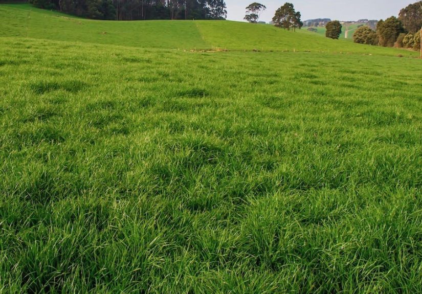 How To Care For And Grow Annual Ryegrass