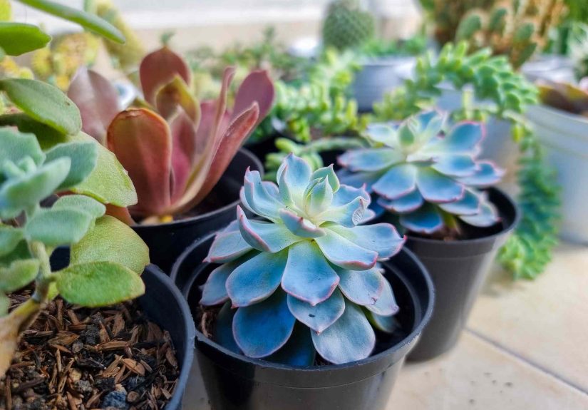 How to Care for Succulents: 11 Pro-Approved Tips