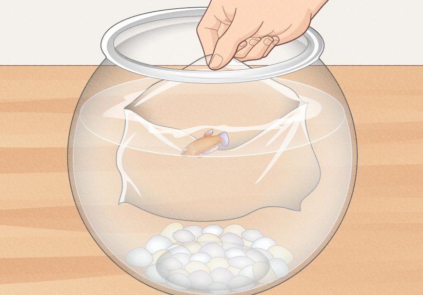 How to Clean a Betta Fish Bowl