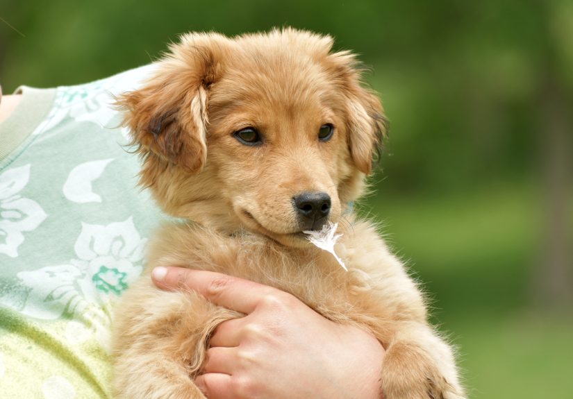 How to Discipline Your Puppy: 14 Steps