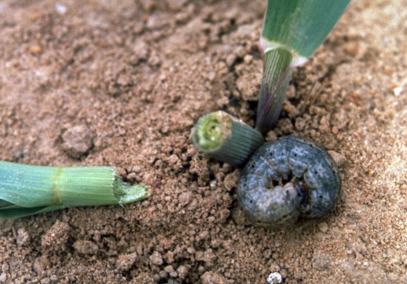 How to Get Rid of Cutworms Safelythe Remedy Is Likely in Your Bathroom