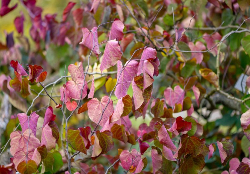 How to Grow and Care for Forest Pansy Redbud Trees