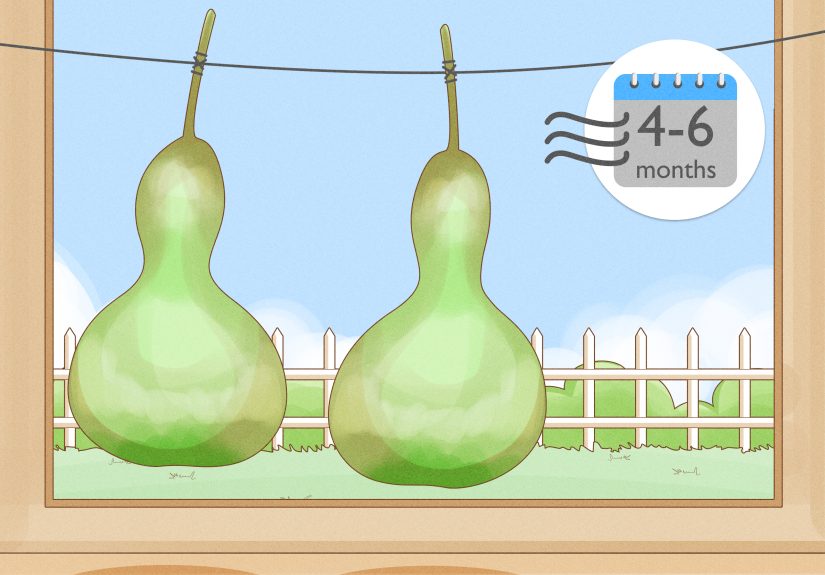 How to Grow Bottle Gourd from Seeds: Germinate Bottle Gourd Seeds at Home