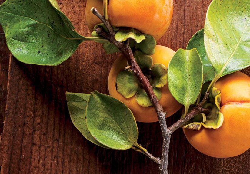 How to Grow Persimmon Trees from Seed