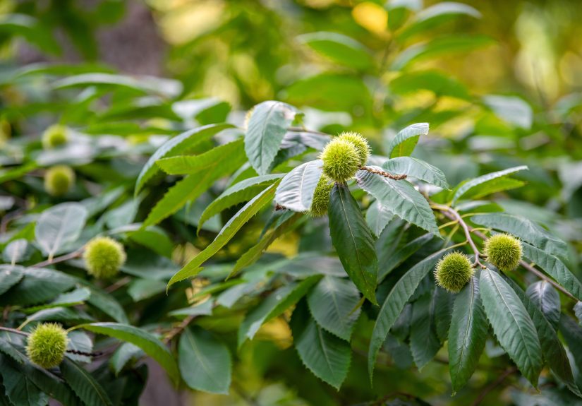 How to Identify Every Type of Tree With Spiky Balls